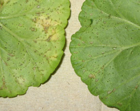 lower leaf surface